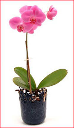  stanbul iek Sat iek maazas , ieki adresleri  Phalaenopsis Orchid Plant