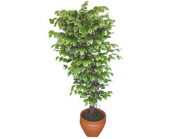Ficus zel Starlight 1,75 cm   stanbul iek Sat cicek , cicekci 
