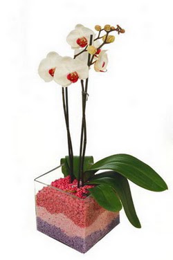  stanbul iek Sat uluslararas iek gnderme  tek dal cam yada mika vazo ierisinde orkide