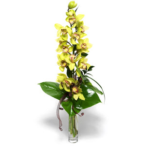  stanbul iek Sat iek yolla  1 dal orkide iegi - cam vazo ierisinde -
