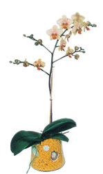  stanbul iek Sat online iek gnderme sipari  Phalaenopsis Orkide ithal kalite
