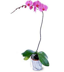  stanbul iek Sat cicekciler , cicek siparisi  Orkide ithal kaliteli orkide 
