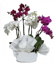 4 dal mor orkide 2 dal beyaz orkide  stanbul iek Sat anneler gn iek yolla 