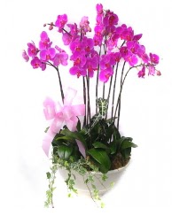 9 dal orkide saks iei  stanbul iek Sat gvenli kaliteli hzl iek 