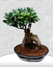 saks iei japon aac bonsai  stanbul iek Sat kaliteli taze ve ucuz iekler 