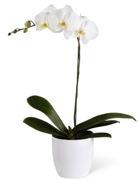 1 dall beyaz orkide  stanbul iek Sat 14 ubat sevgililer gn iek 