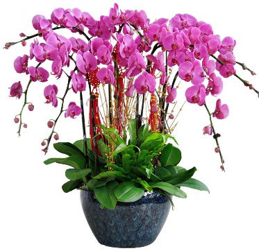 9 dall mor orkide  stanbul iek Sat 14 ubat sevgililer gn iek 