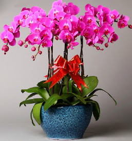 7 dall mor orkide  stanbul iek Sat iek online iek siparii 