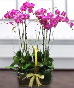 4 dall mor orkide  stanbul iek Sat gvenli kaliteli hzl iek 