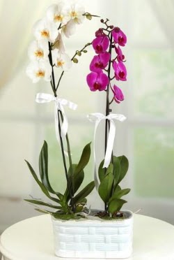 1 mor 1 dal beyaz thal orkide sepet ierisinde  stanbul iek Sat iek maazas , ieki adresleri 