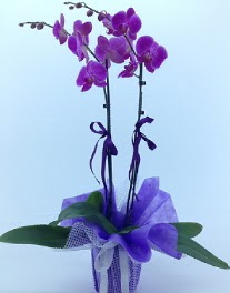 2 dall mor orkide  stanbul iek Sat kaliteli taze ve ucuz iekler 