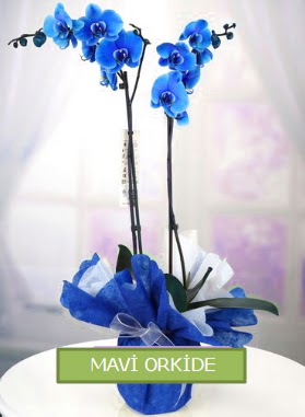 2 dall mavi orkide  stanbul iek Sat iekiler 