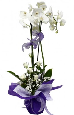 2 dall beyaz orkide 5 adet beyaz gl  stanbul iek Sat ieki maazas 