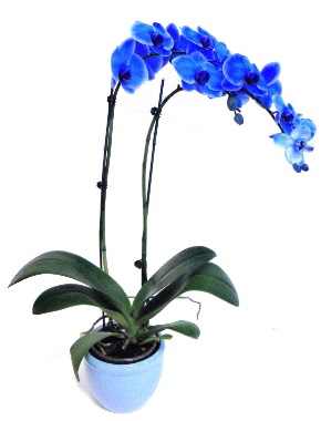 Seramikli 2 dall sper esiz mavi orkide  stanbul iek Sat iek servisi , ieki adresleri 