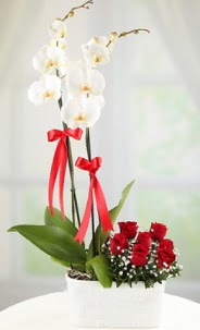 2 dall beyaz orkide ve 7 krmz gl  stanbul iek Sat hediye iek yolla 
