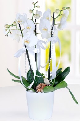 3 dall beyaz orkide  stanbul iek Sat iek yolla 
