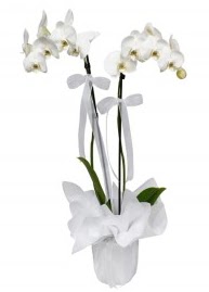 2 dall beyaz orkide  stanbul iek Sat gvenli kaliteli hzl iek 