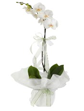1 dal beyaz orkide iei  stanbul iek Sat iek siparii vermek 