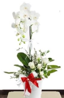 Tek dall beyaz orkide 5 beyaz gl  stanbul iek Sat iek siparii sitesi 