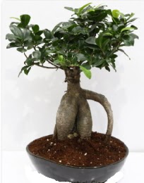 5 yanda japon aac bonsai bitkisi  stanbul iek Sat internetten iek sat 