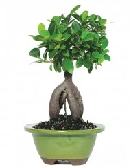 5 yanda japon aac bonsai bitkisi  stanbul iek Sat cicek , cicekci 