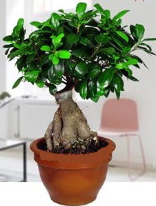 5 yanda japon aac bonsai bitkisi  stanbul iek Sat online iek gnderme sipari 