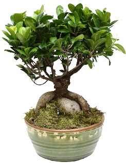 Japon aac bonsai saks bitkisi  stanbul iek Sat nternetten iek siparii 