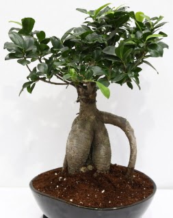Japon aac bonsai saks bitkisi  stanbul iek Sat iek yolla 