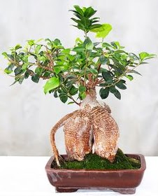 Japon aac bonsai saks bitkisi  stanbul iek Sat ucuz iek gnder 
