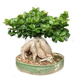 Japon aac bonsai saks bitkisi  stanbul iek Sat iek gnderme 