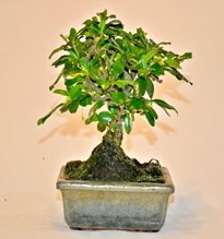 Zelco bonsai saks bitkisi  stanbul iek Sat iek servisi , ieki adresleri 