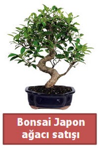 Japon aac bonsai sat  stanbul iek Sat iek siparii sitesi 
