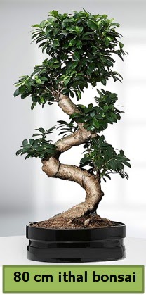 80 cm zel saksda bonsai bitkisi  stanbul iek Sat ieki telefonlar 