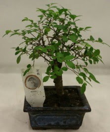 Minyatr ithal japon aac bonsai bitkisi  stanbul iek Sat iek sat 