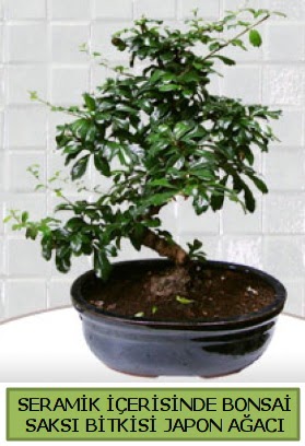 Seramik vazoda bonsai japon aac bitkisi  stanbul iek Sat iek siparii sitesi 