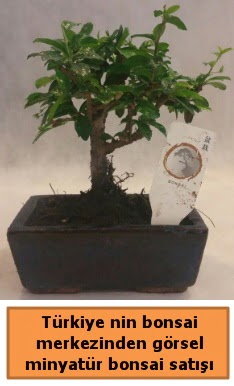 Japon aac bonsai sat ithal grsel  stanbul iek Sat iek yolla 