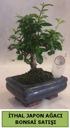 thal japon aac bonsai bitkisi sat  stanbul iek Sat ieki telefonlar 