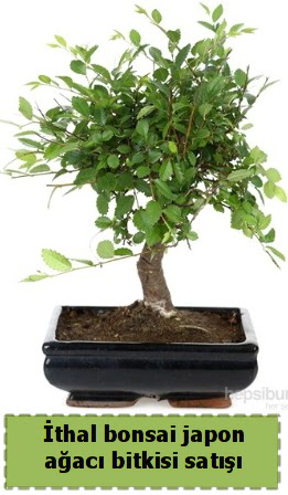 thal bonsai saks iei Japon aac sat  stanbul iek Sat nternetten iek siparii 