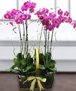 7 dall mor lila orkide  stanbul iek Sat iek gnderme sitemiz gvenlidir 