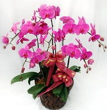Sepet ierisinde 5 dall lila orkide  stanbul iek Sat ucuz iek gnder 