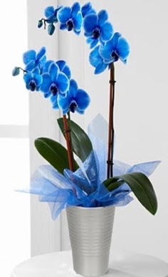 Seramik vazo ierisinde 2 dall mavi orkide  stanbul iek Sat iek , ieki , iekilik 
