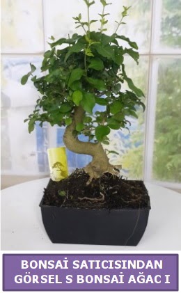 S dal erilii bonsai japon aac  stanbul iek Sat iek sat 