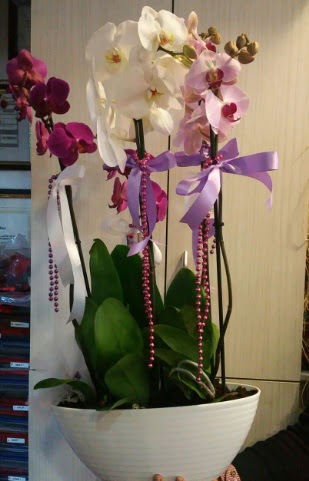 Mor ve beyaz ve pembe 6 dall orkide  stanbul iek Sat ucuz iek gnder 