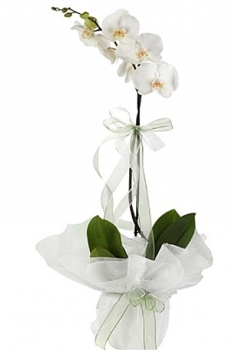 Tekli Beyaz Orkide  stanbul iek Sat hediye iek yolla 