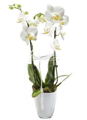 2 dall beyaz seramik beyaz orkide sakss  stanbul iek Sat iek gnderme sitemiz gvenlidir 