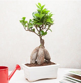 Exotic Ficus Bonsai ginseng  stanbul iek Sat iek servisi , ieki adresleri 
