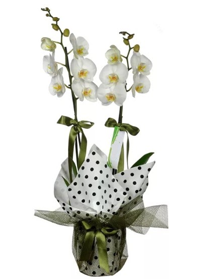 ift Dall Beyaz Orkide  stanbul iek Sat 14 ubat sevgililer gn iek 