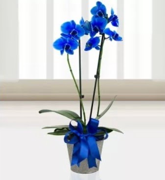 ift dall mavi orkide  stanbul iek Sat iek sat 