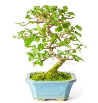 S zerkova bonsai ksa sreliine  stanbul iek Sat nternetten iek siparii 