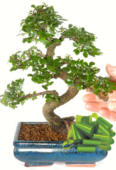 Yaklak 25 cm boyutlarnda S bonsai  stanbul iek Sat iek siparii sitesi 